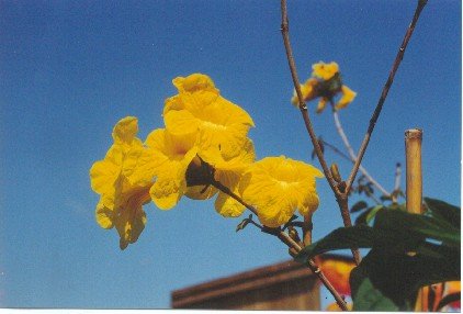 Tabebuia chrysostricha.jpg